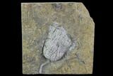 Crinoid Crown (Zeacrinites) Fossil - Anna, Illinois #94749-1